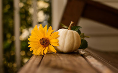 Schöne Blumen im Herbst